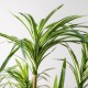 Τεχνητο Φυτο Δρακαινα Πρασινο 80 εκ.