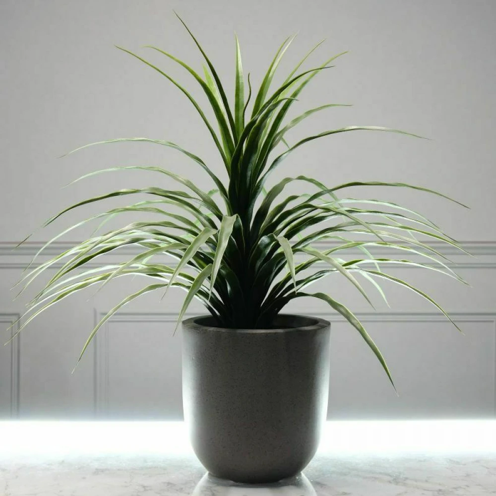 ΤΕΧΝΗΤΟ ΦΥΤΟ ΝΟΛΙΝΑ 70 ΕΚ.