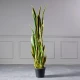  Τεχνητό Φυτό Σανσεβιέρα 155 εκ.