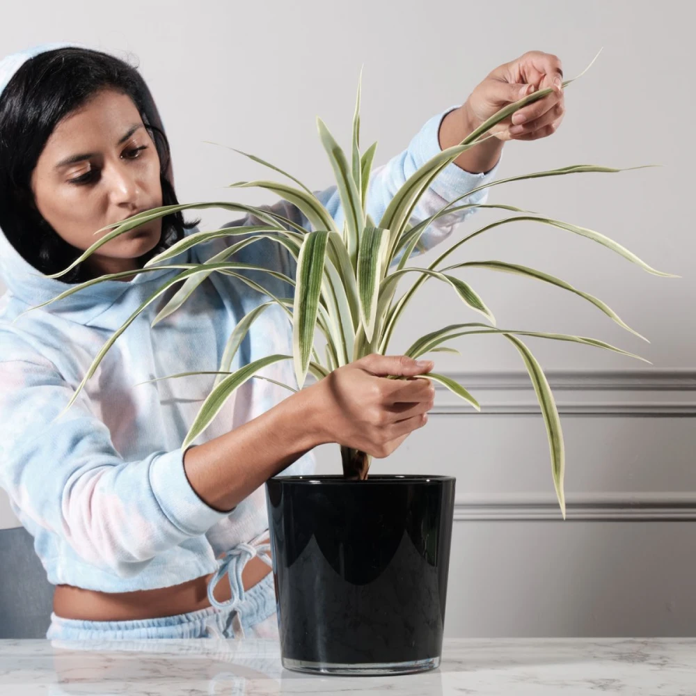 Τεχνητό Φυτό Δράκαινα 60 εκ.