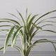 Τεχνητό Φυτό Δράκαινα 60 εκ.