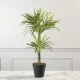 Τεχνητό Φυτό Δράκαινα White Jewel 70 εκ