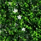 Τεχνητή Φυλλωσιά Γιασεμί 50Χ50 εκ.