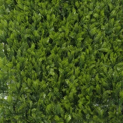 Τεχνητή Φυλλωσιά Φτέρη Maidenhair 50Χ50 εκ.