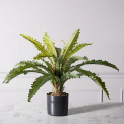 Τεχνητο Φυτο Ασπληνιο Antiquum "Fern" Πρασινο 50 εκ.